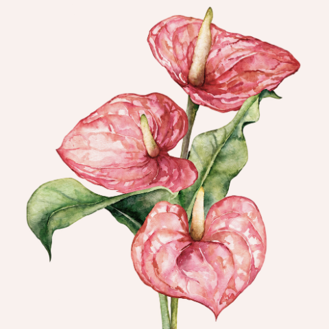 Watercolor anthurium
